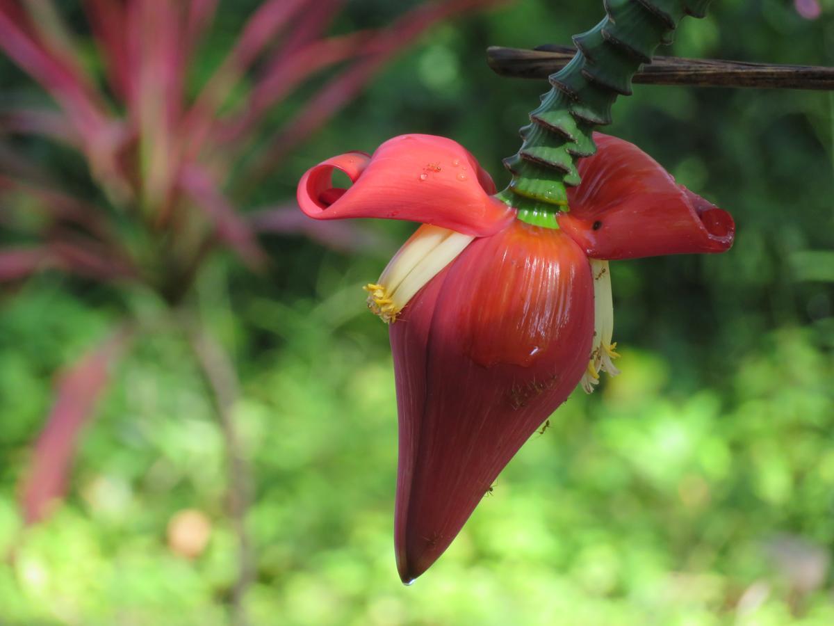 Manora Garden Hotel Phang Nga Buitenkant foto